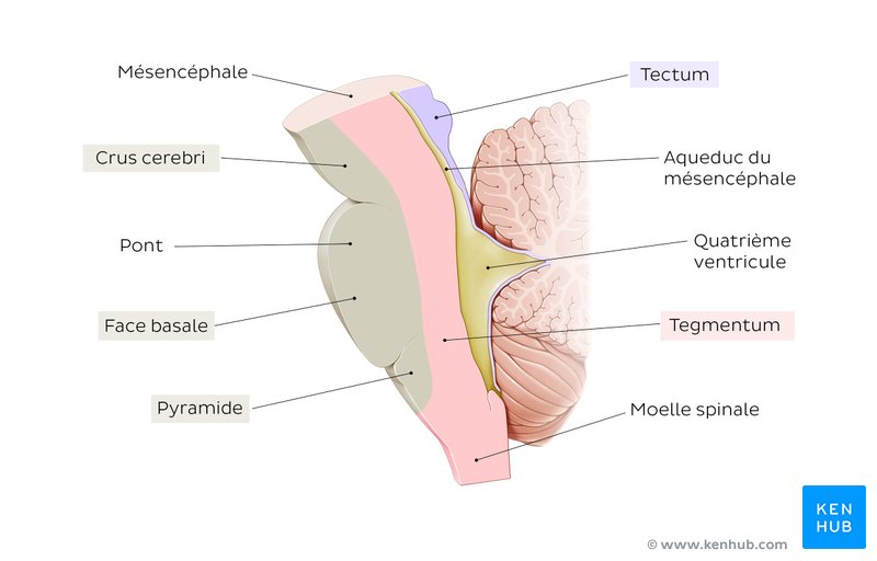 Vue sagittale des structures du tronc de l'encéphale
