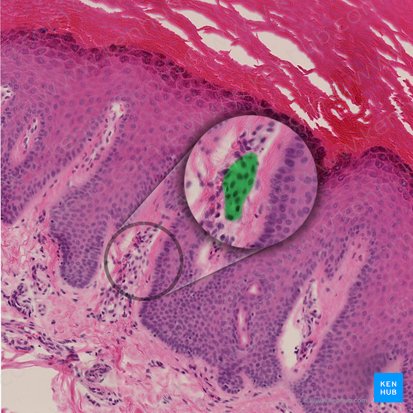 Tactile (Meissner) corpuscle (Corpusculum tactile); Image: 