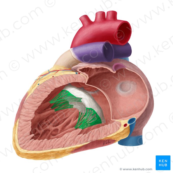 Tendinous cords of left atrioventricular valve (Chordae tendineae valvae atrioventricularis sinistrae); Image: Yousun Koh