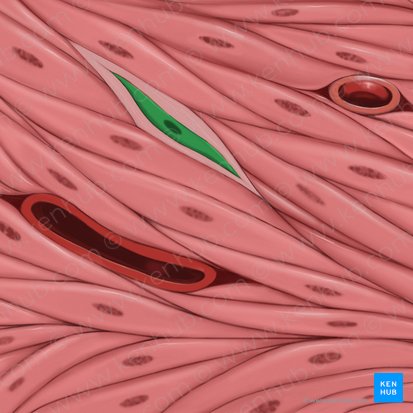 Fibroblast (Fibroblastus); Image: Tal Bavli Ziv