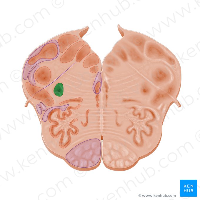 Nucleus ambiguus; Image: Paul Kim