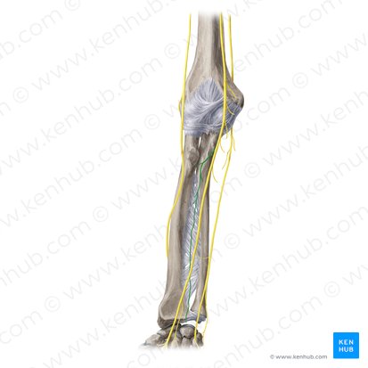 Anterior interosseous nerve (Nervus interosseus anterior); Image: Yousun Koh