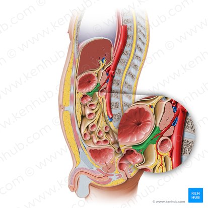 Transverse mesocolon (Mesocolon transversum); Image: Paul Kim