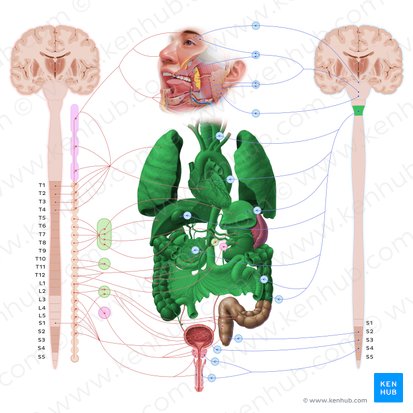 Vagus nerve (Nervus vagus); Image: Paul Kim