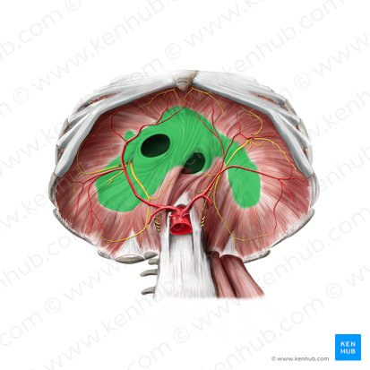 Centrum tendineum diaphragmatis (Sehnenplatte des Zwerchfells); Bild: Stephan Winkler
