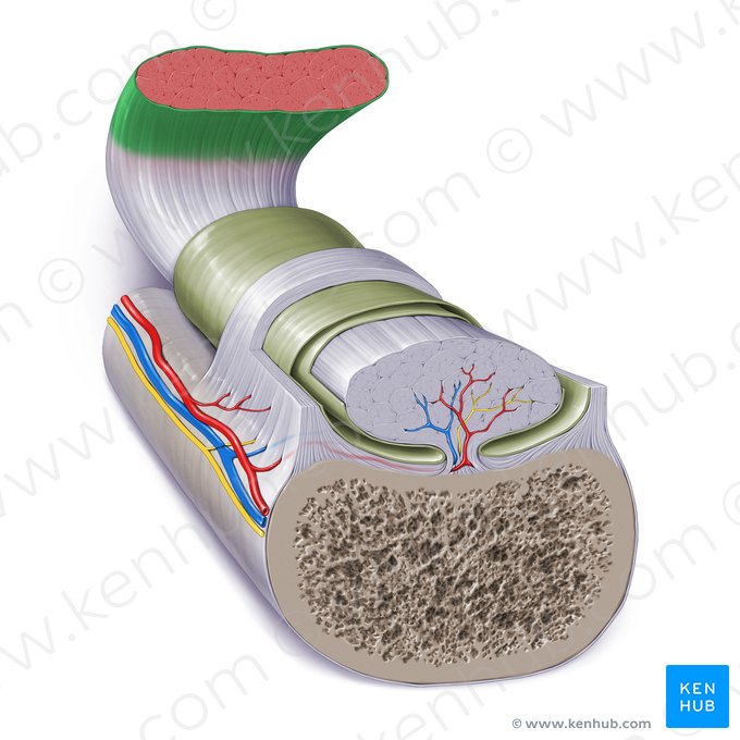 Muscular fascia (Fascia propria musculi); Image: Paul Kim