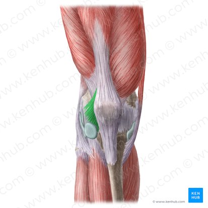 Retinaculum patellae laterale (Äußeres Halteband der Kniescheibe); Bild: Liene Znotina