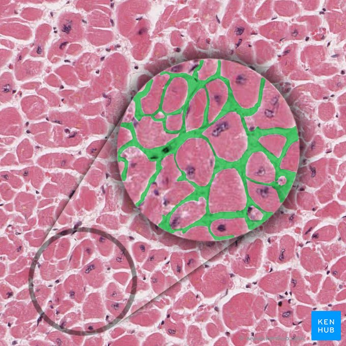 Endomysium; Bild: 