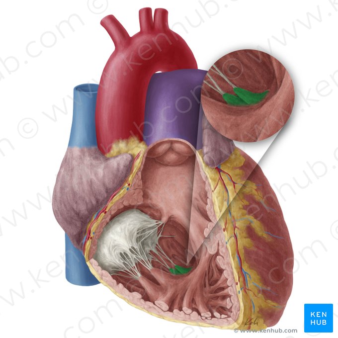 Inferior papillary muscle of right ventricle (Musculus papillaris inferior ventriculi dextri); Image: Yousun Koh