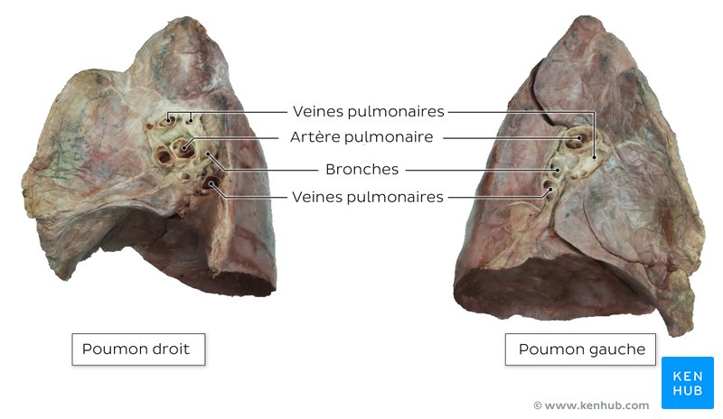 Dissection cadavérique — Vue médiale et hile du poumon