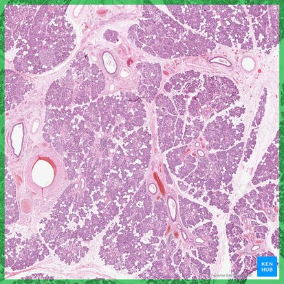 Submandibular gland (Glandula submandibularis); Image: 