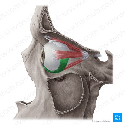 Musculus obliquus inferior (Unterer schräger Augenmuskel); Bild: Yousun Koh