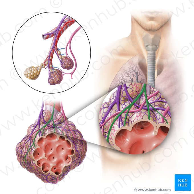 Bronchial nerve (Nervus bronchialis); Image: Paul Kim