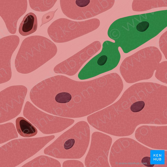 Cardiomyocytus (Herzmuskelzelle); Bild: Tal Bavli Ziv