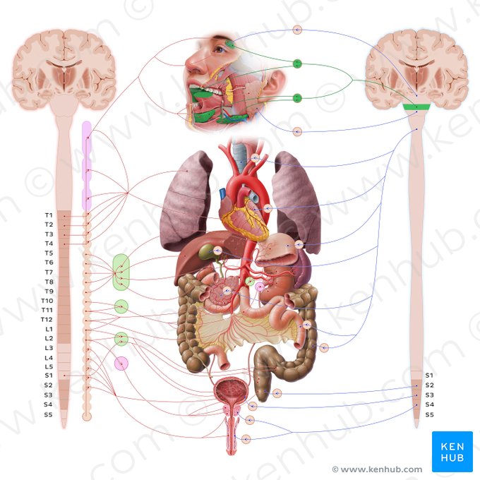 Facial nerve (Nervus facialis); Image: Paul Kim