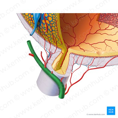 Arteria ophthalmica (Augenarterie); Bild: Paul Kim