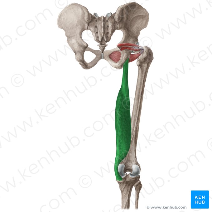 Musculus semimembranosus (Halbmembranöser Muskel); Bild: Liene Znotina