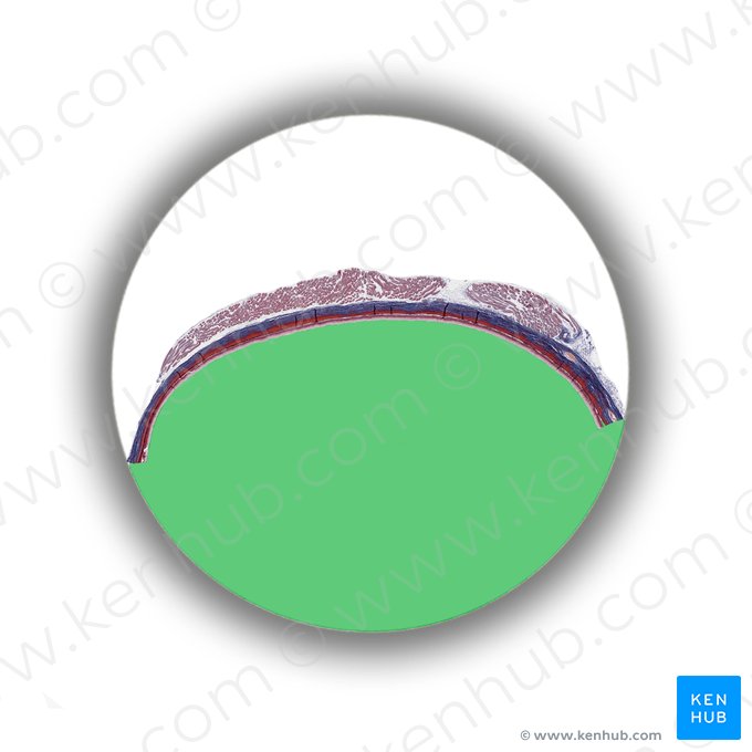 Postremal chamber of eyeball (Camera postrema bulbi oculi); Image: 
