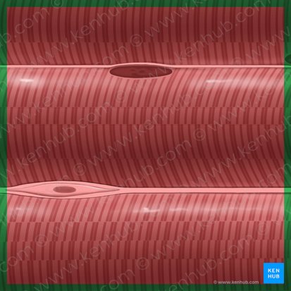 Skeletal muscle (Textus muscularis skeletalis); Image: Tal Bavli Ziv