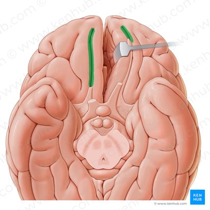 Sulco olfatório (Sulcus olfactorius); Imagem: Paul Kim
