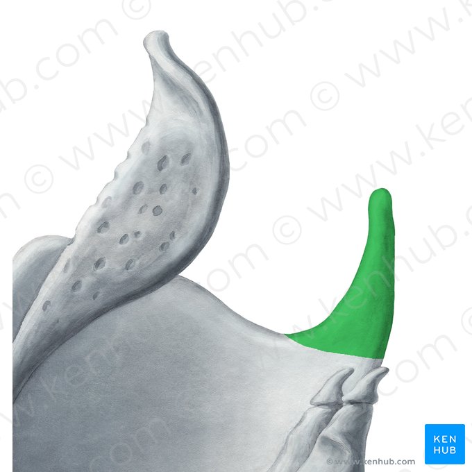 Cornu superius cartilaginis thyroideae (Oberhorn des Schildknorpels); Bild: Yousun Koh