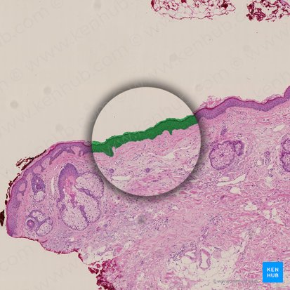 Epidermis; Bild: 