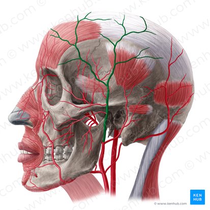 Superficial temporal artery (Arteria temporalis superficialis); Image: Yousun Koh