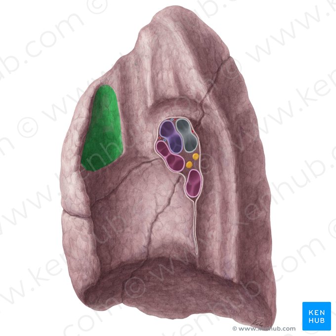 Impressio thymi pulmonis dextri (Thymusabdruck der rechten Lunge); Bild: Yousun Koh
