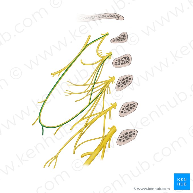 Ramus sternohyoideus ansae cervicalis (Brustbein-Zungenbein-Muskel-Ast der Halsnervenschlinge); Bild: Begoña Rodriguez