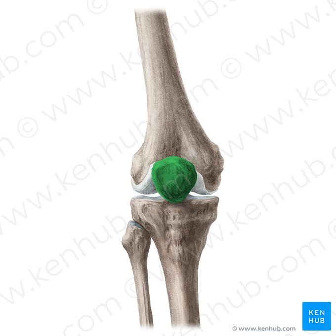 Patella; Image: Liene Znotina