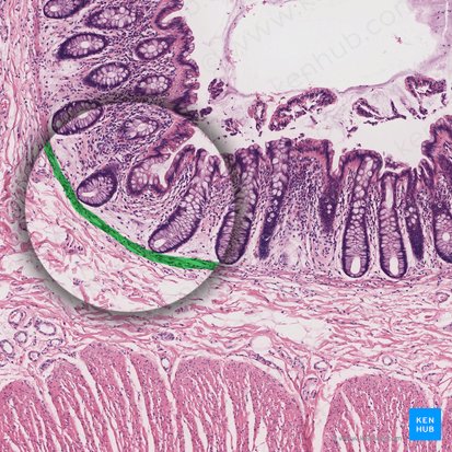 Lámina muscular de la mucosa (Lamina muscularis mucosae); Imagen: 