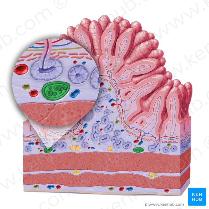 Submucosal plexus (of Meissner) (Plexus nervosus submucosus); Image: Paul Kim