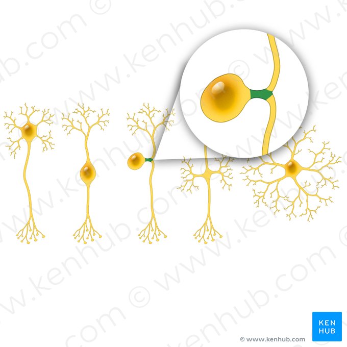 Processus neuralis neuri pseudounipolaris (Neuronaler Fortsatz des pseudounipolaren Neurons); Bild: Paul Kim