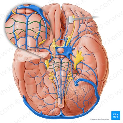 Venae transversae pontis (Querverlaufende Brückenvenen); Bild: Paul Kim