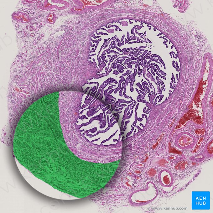 Outer longitudinal layer of muscular coat (Stratum longitudinale externum tunicae muscularis); Image: 