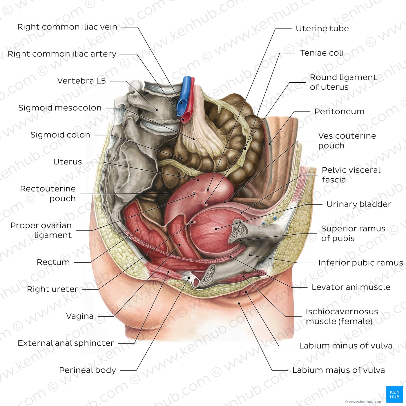 Female pelvic viscera and perineum