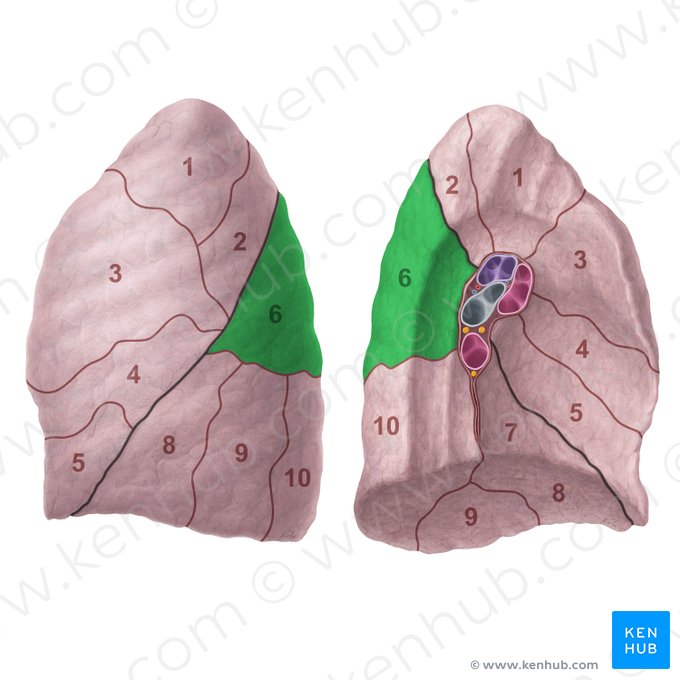 Superior segment of left lung (Segmentum superius pulmonis sinistri); Image: Paul Kim