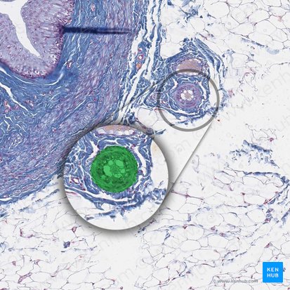 Artery (Arteria); Image: 