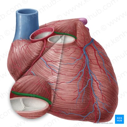 Arteria coronaria izquierda (Arteria coronaria sinistra); Imagen: Yousun Koh