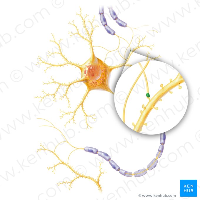 Terminal bouton of axon (Bulbuli terminales axonis); Image: Paul Kim