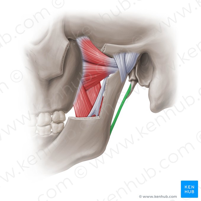 Ligamentum stylomandibulare (Griffel-Unterkiefer-Band); Bild: Paul Kim