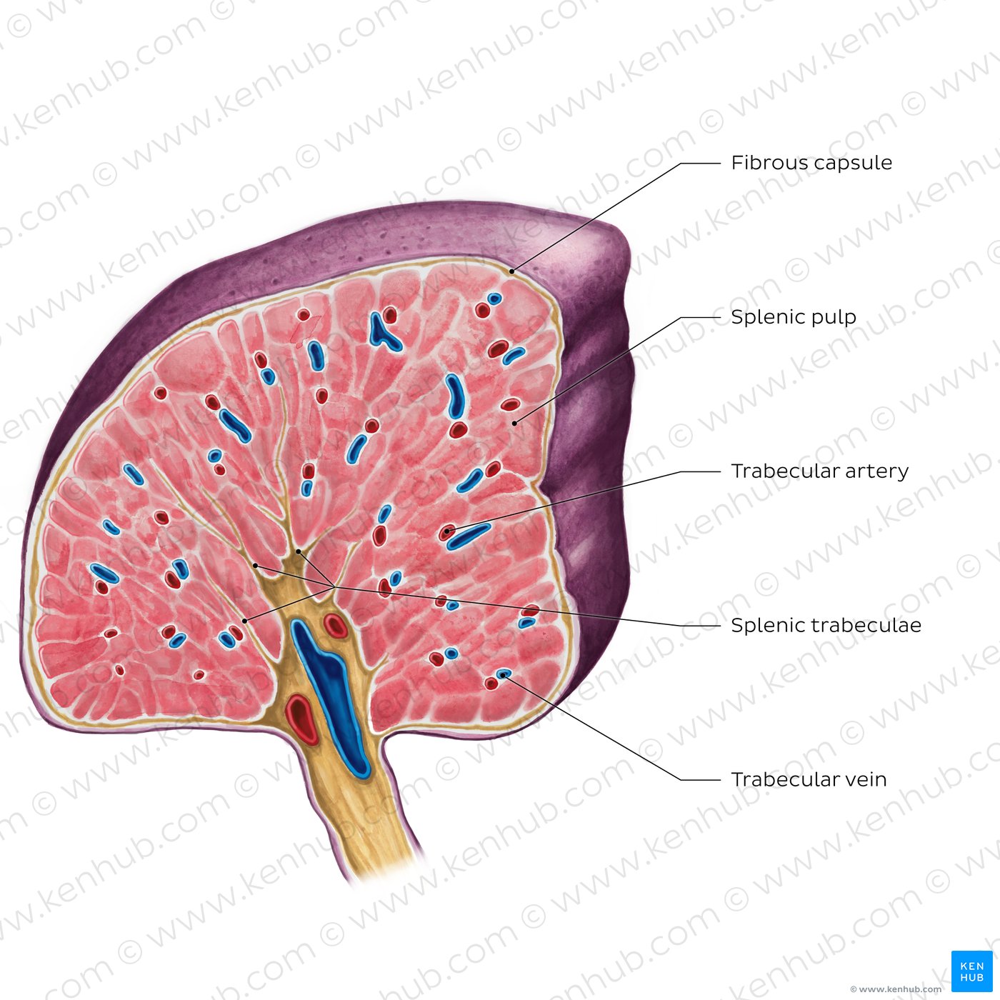 Cross section of the spleen