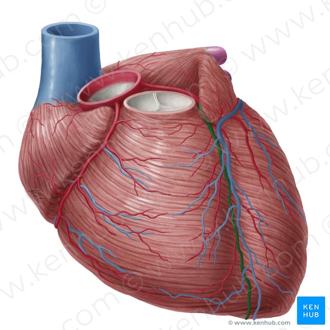Arteria interventricularis anterior (Vorderer Zwischenkammerast der linken Herzkranzarterie); Bild: Yousun Koh