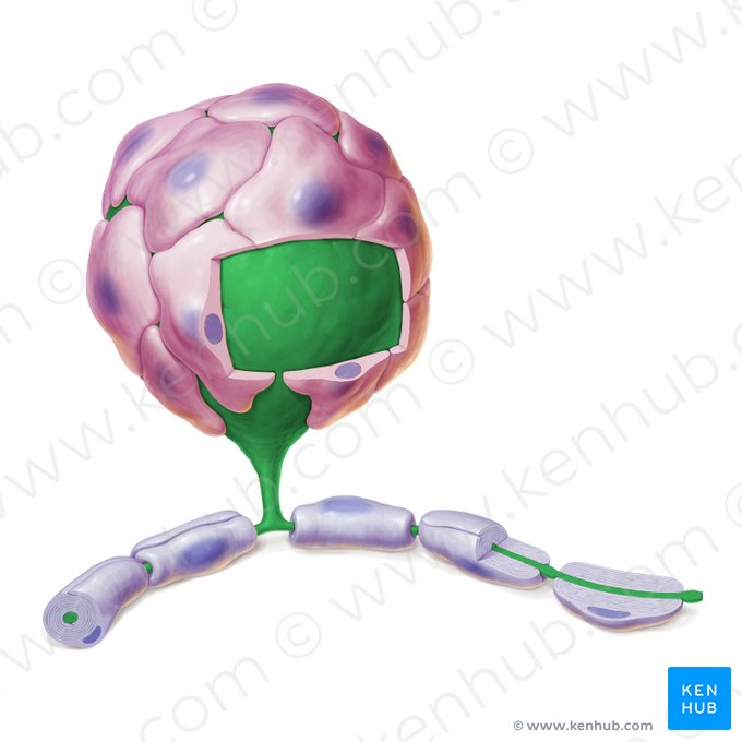 Neurona pseudounipolar (Neuron pseudounipolare); Imagen: Paul Kim