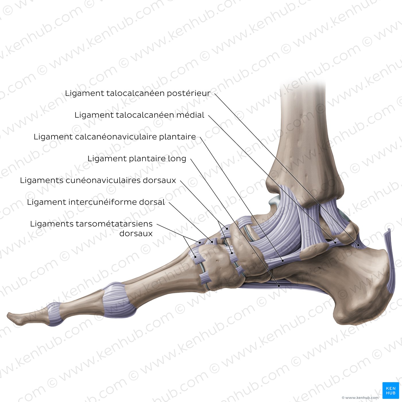 Ligaments of the foot (medial view)