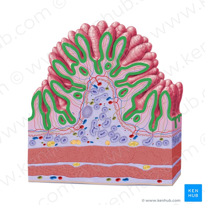 Simple columnar epithelium (with microvillous border) (Epithelium simplex columnare microvillosum); Image: Paul Kim