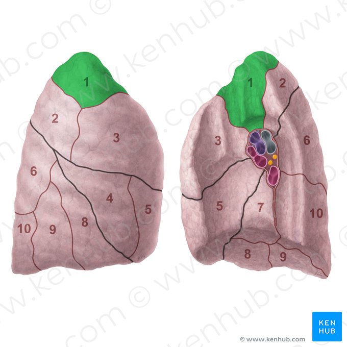 Apical segment of right lung (Segmentum apicale pulmonis dextri); Image: Paul Kim