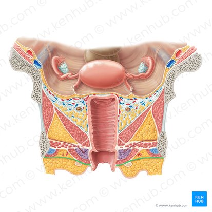 Perineal fascia (Fascia perinei); Image: Samantha Zimmerman