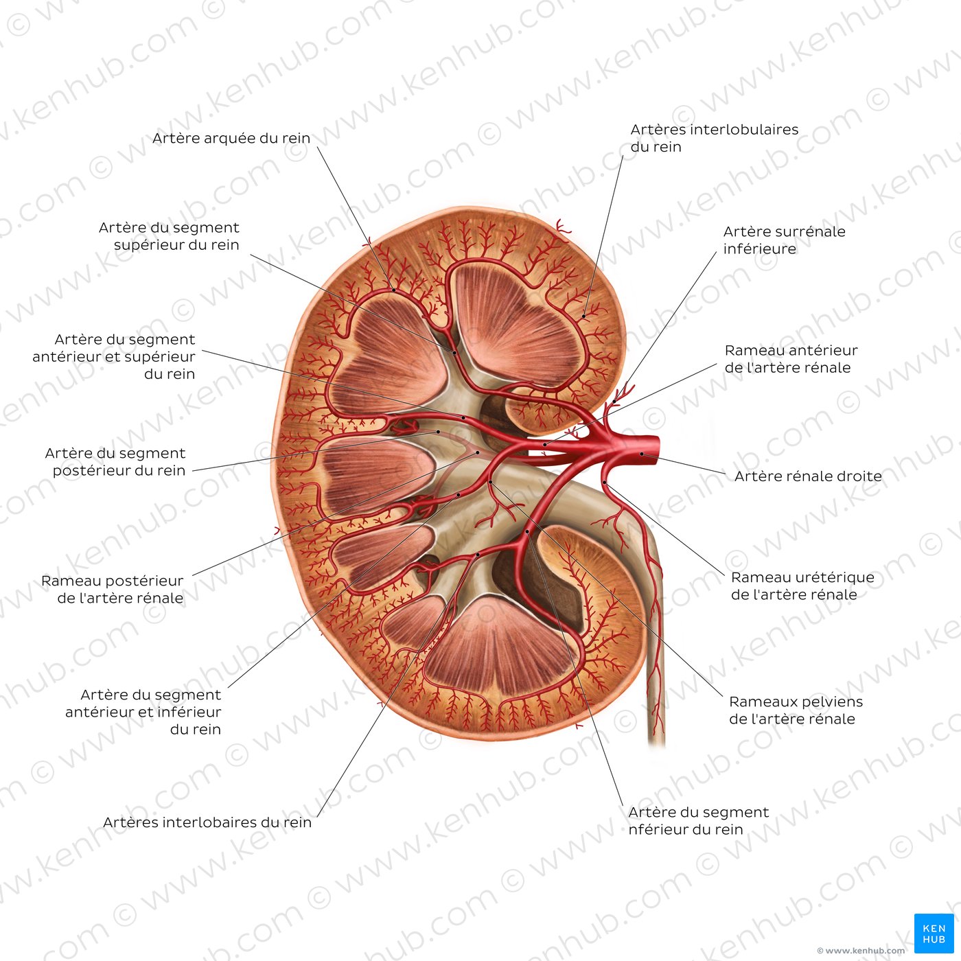 Renal arteries