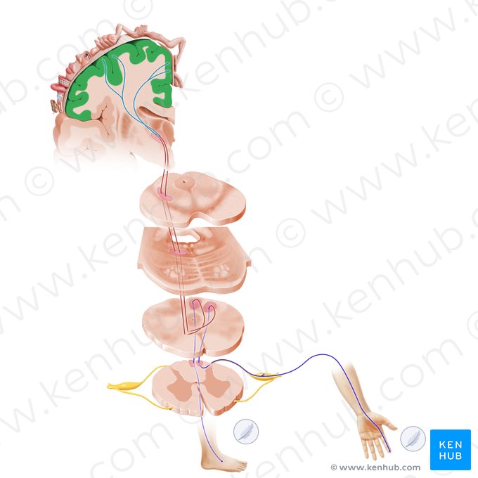 Gyrus postcentralis (Hintere Zentralwindung); Bild: Paul Kim